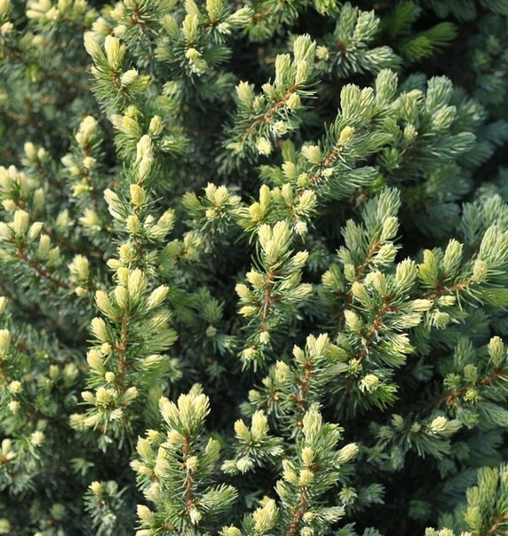 Ель канадская Сан Он Зе Скай